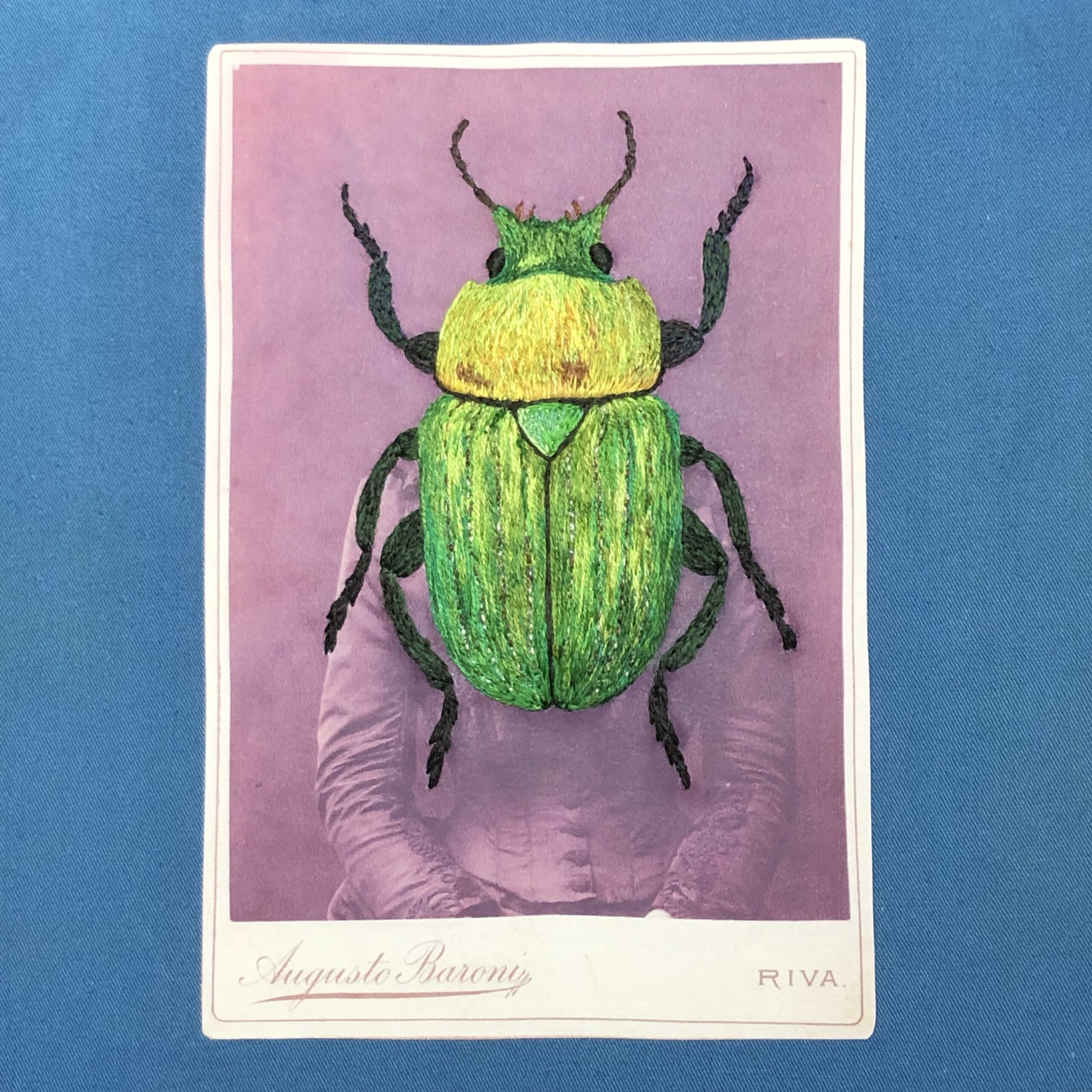 Scarab Beetle